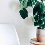 Cây cảnh phong thủy hợp mệnh giúp chiêu tài, hút lộc cho gia chủ