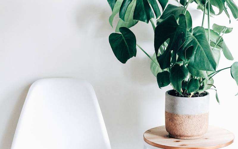 Cây cảnh phong thủy hợp mệnh giúp chiêu tài, hút lộc cho gia chủ